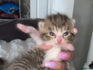 Mixed Breed cats Ready to go🥰2 x bengal/British shorthair babies - Advert 1