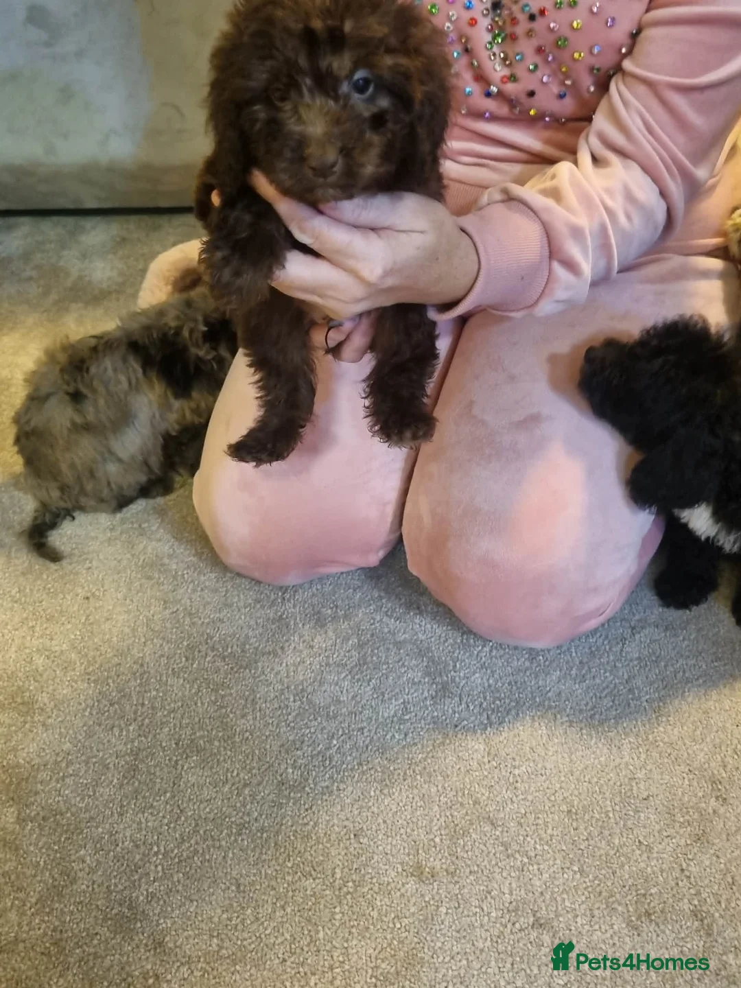 Cockapoo dogs for sale: Beautiful cockapoo  - Advert 28