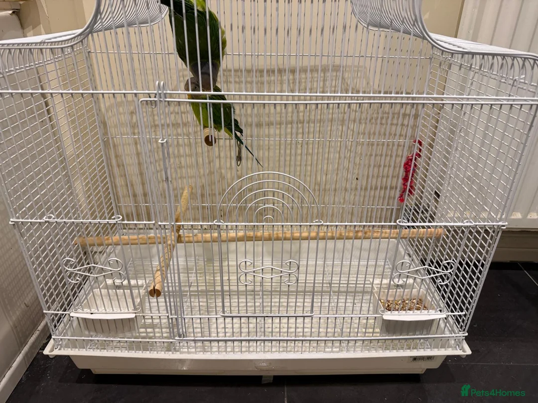 Parakeets birds for sale: Plum Head Parakeets for FREE - Advert 3