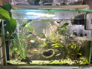 Platies fish for sale: Superfish 60l aquarium - Advert 1