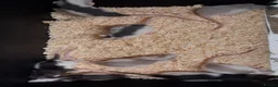 Rat rodents for sale: Baby Dumbo Rat's, various types  - Advert 21