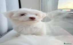 Maltese dogs for sale: Maltese puppy’s  - Image 2