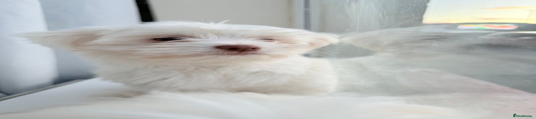 Maltese Puppy 1