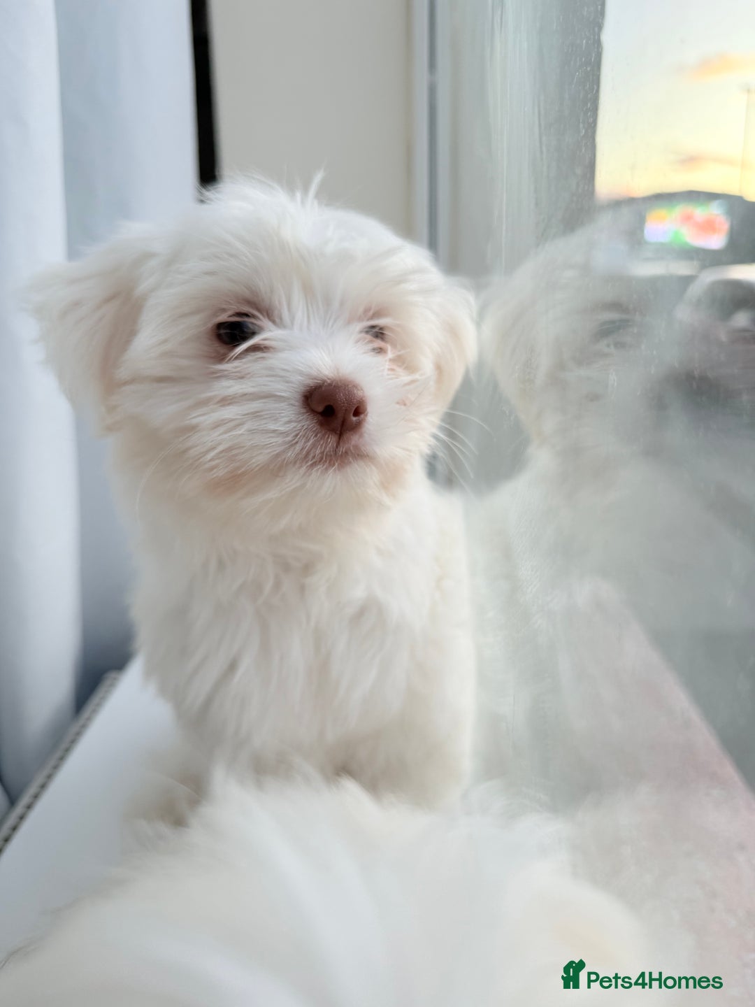 Maltese dogs for sale: Maltese puppy’s  - Image 2