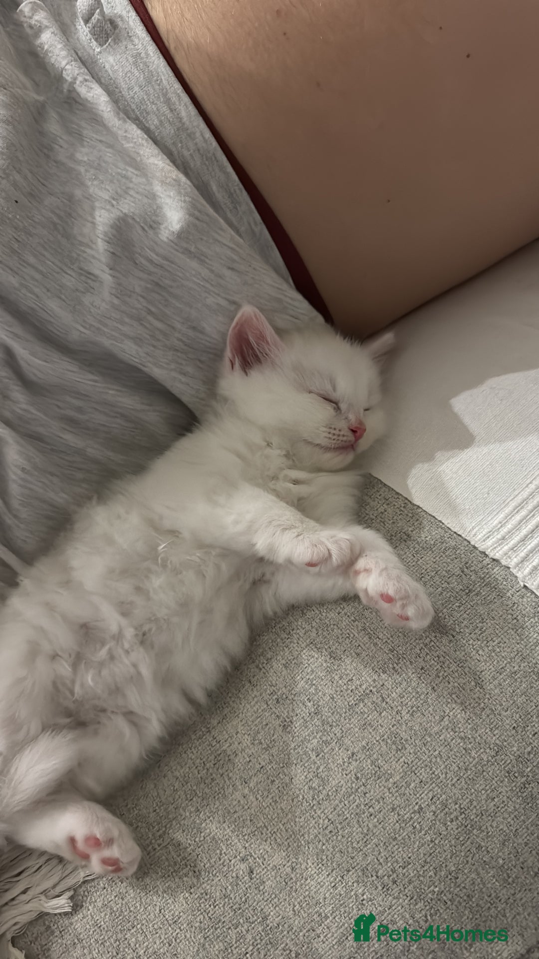 Siberian cats for sale: Siberian Hypoallergenic Kittens  - Image 7