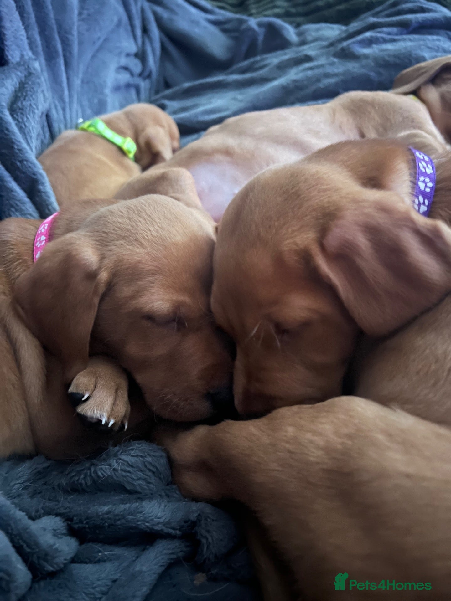 Mixed Breed dogs for sale: Fox Red Labrador / Hungarian Vizsla pups  - Advert 1