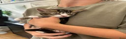 Mixed Breed cats for sale: Beautiful tabby kittens for sale - Advert 26