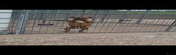 Staffordshire Bull Terrier dogs for sale: Red Staffordshire bull terrier Female  in Omagh - Advert 2