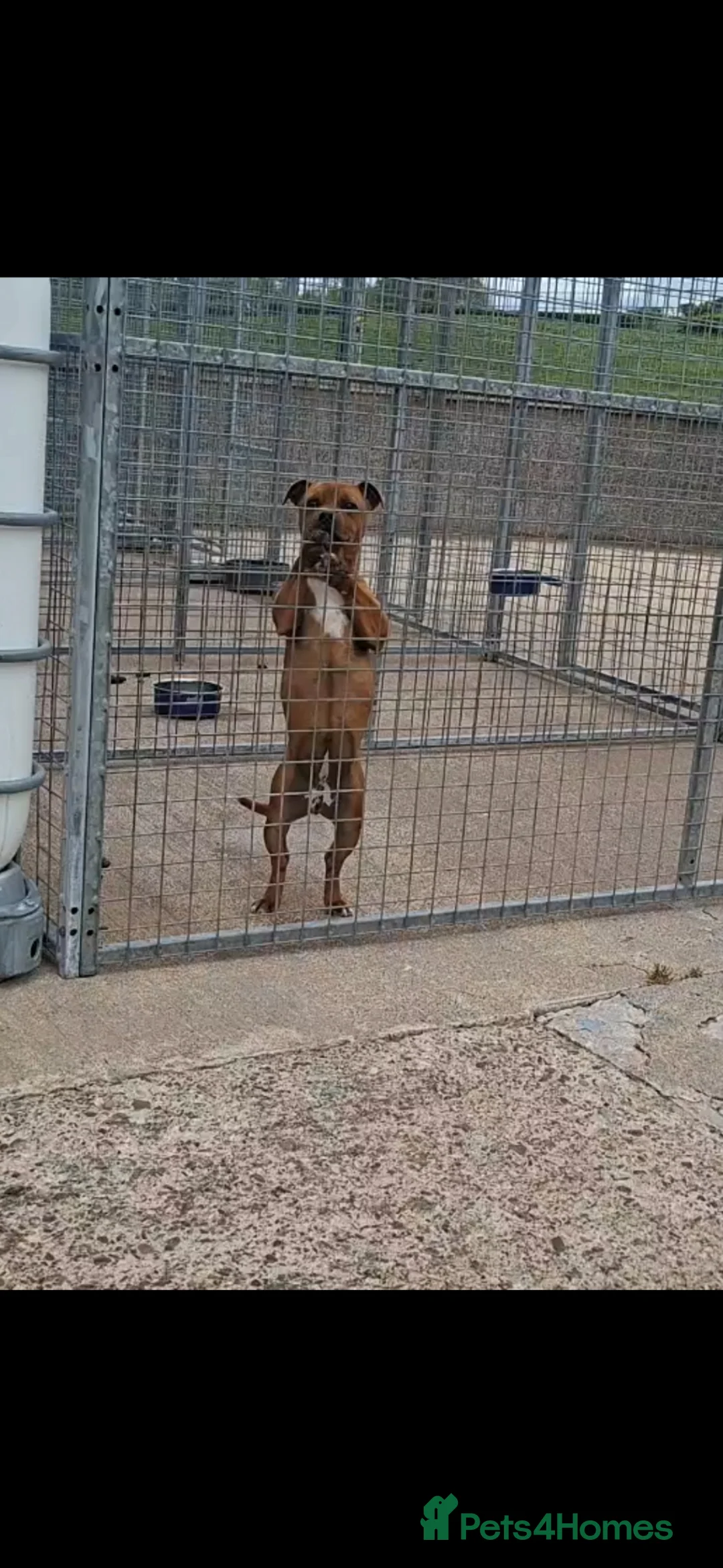 Staffordshire Bull Terrier dogs for sale: Red Staffordshire bull terrier Female  in Omagh - Advert 2