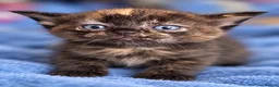 Ragdoll cats for sale: 6 ragdoll cross kittens  - Advert 15