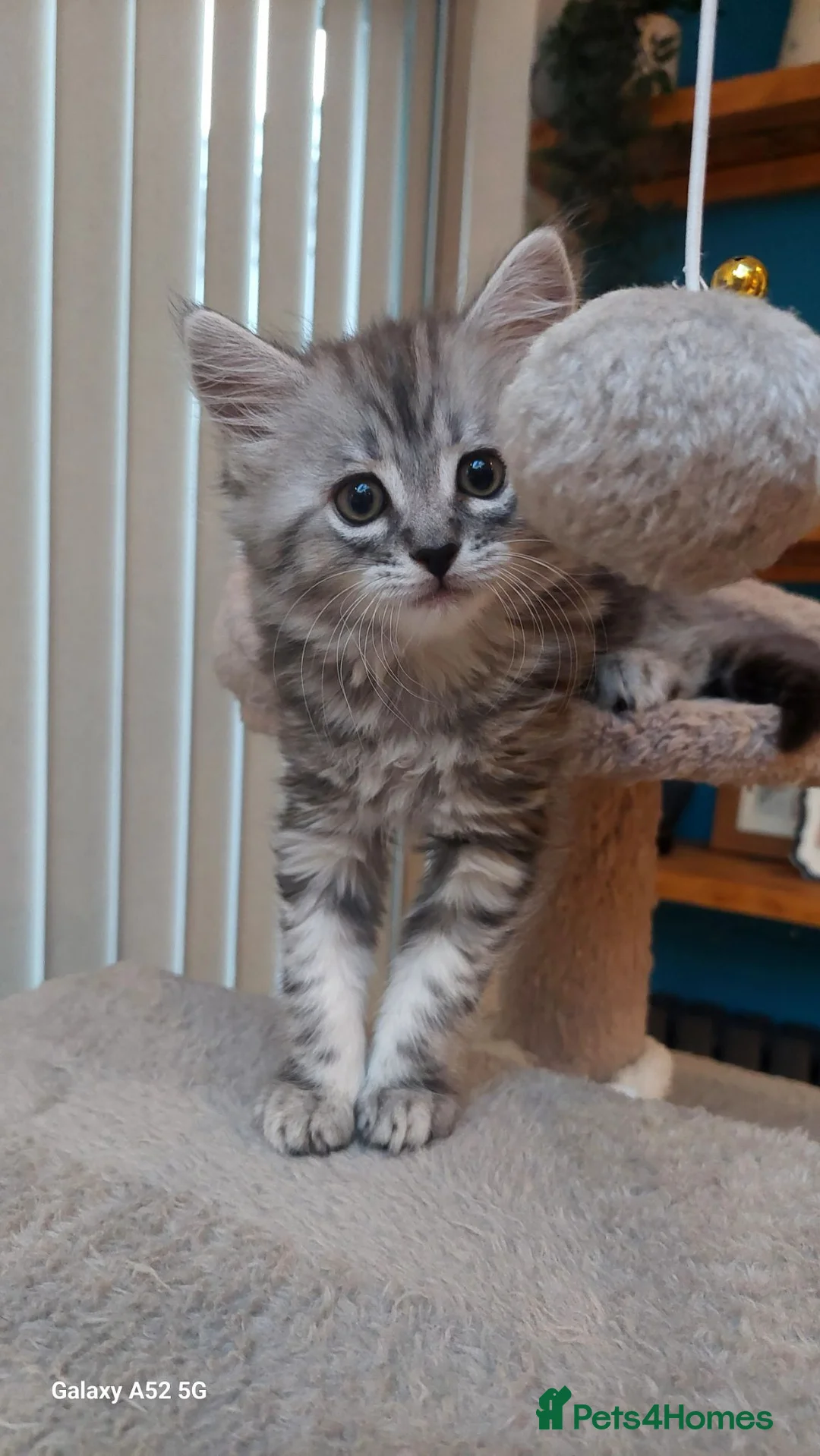 Maine Coon cats for sale: Mainecoon x bengal x russian blue mix  - Advert 2
