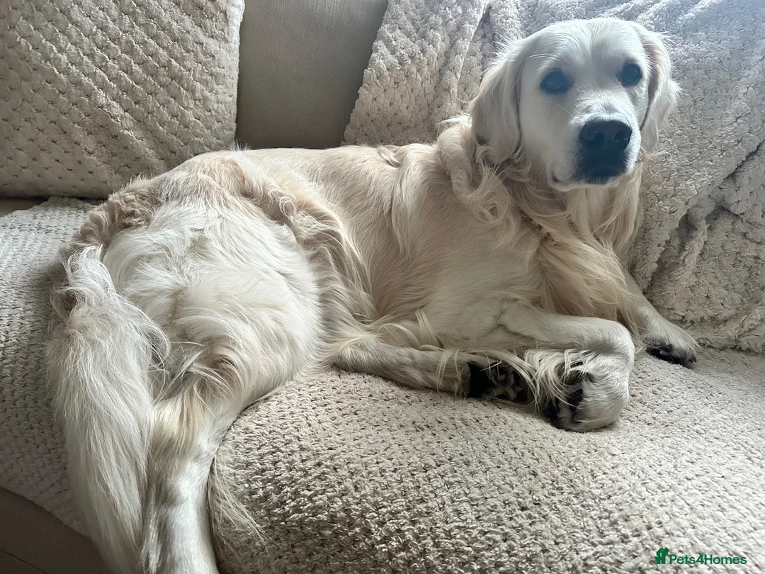 Golden Retriever dogs for stud: Theo - Proven & Health Tested KC Golden Retriever - Advert 1