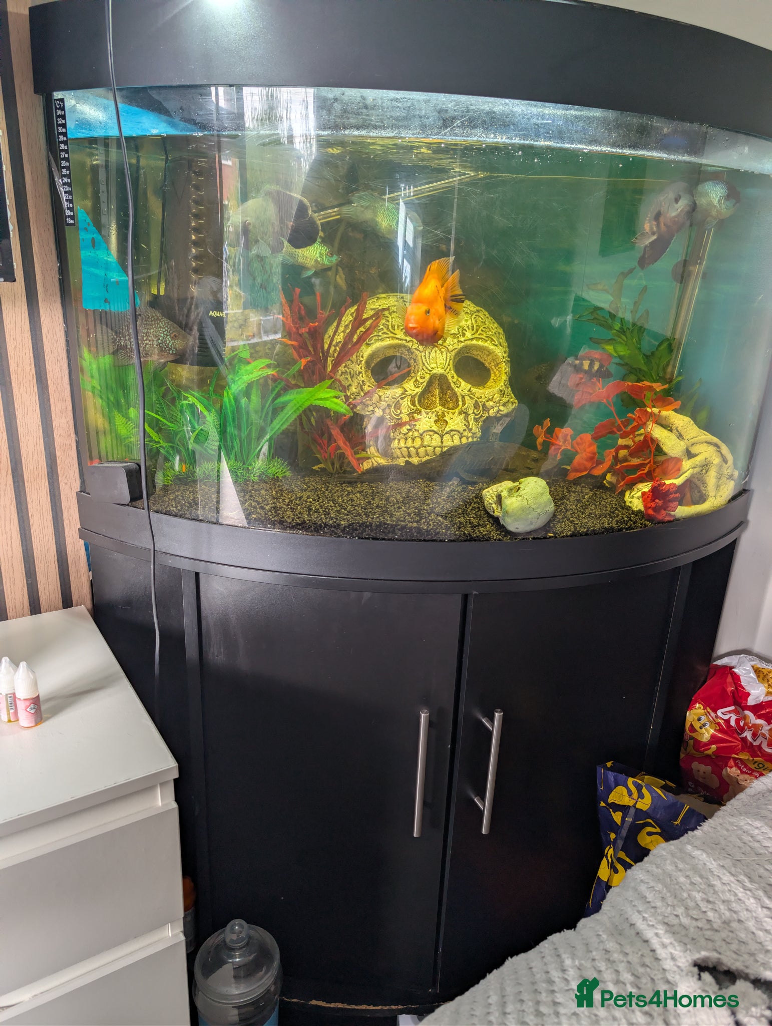 Other/Mixed Breed fish fiah tank and fish  - Advert 1