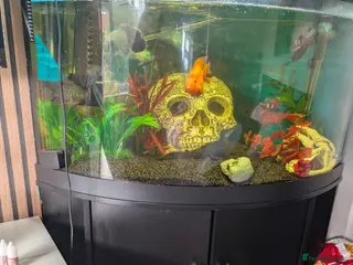 Other/Mixed Breed fish fiah tank and fish - Advert 1
