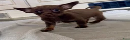 Mixed Breed dogs for sale: Dachshund × Pomchi puppies - Advert 3