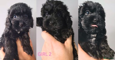 Cockapoo dogs - Advert 5