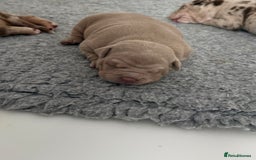American Bully dogs for sale: Pocket bully puppies  - Image 6