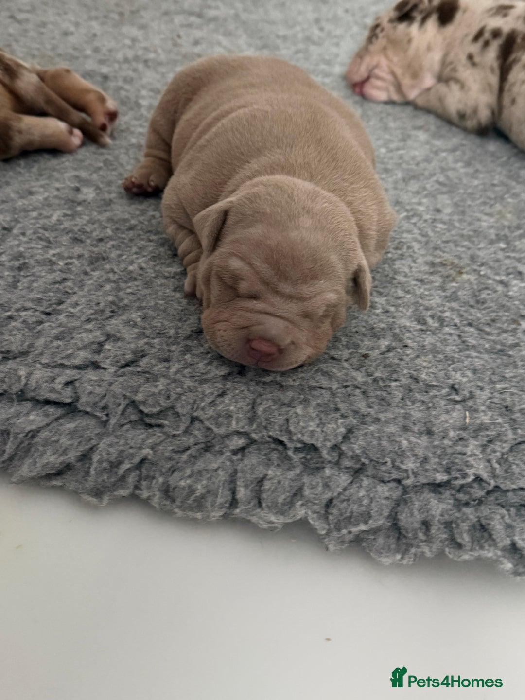 American Bully dogs for sale: Pocket bully puppies  - Image 6