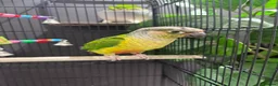 Conures birds for sale: Semi tame young conure with cage in Manchester - Advert 7