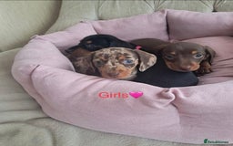 Dachshund dogs for sale: Outstanding miniature dachshund puppies  - Image 1