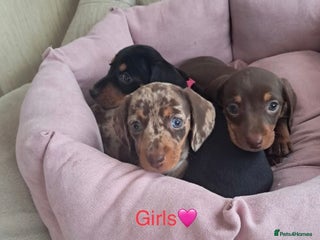 Dachshund dogs for sale - Advert 1