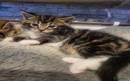 Mixed Breed cats for sale: 3 kittens available  - Image 3