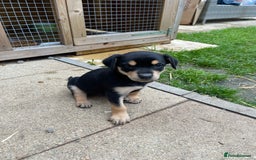 Australian Kelpie dogs for sale: Kelpie pups - Image 10
