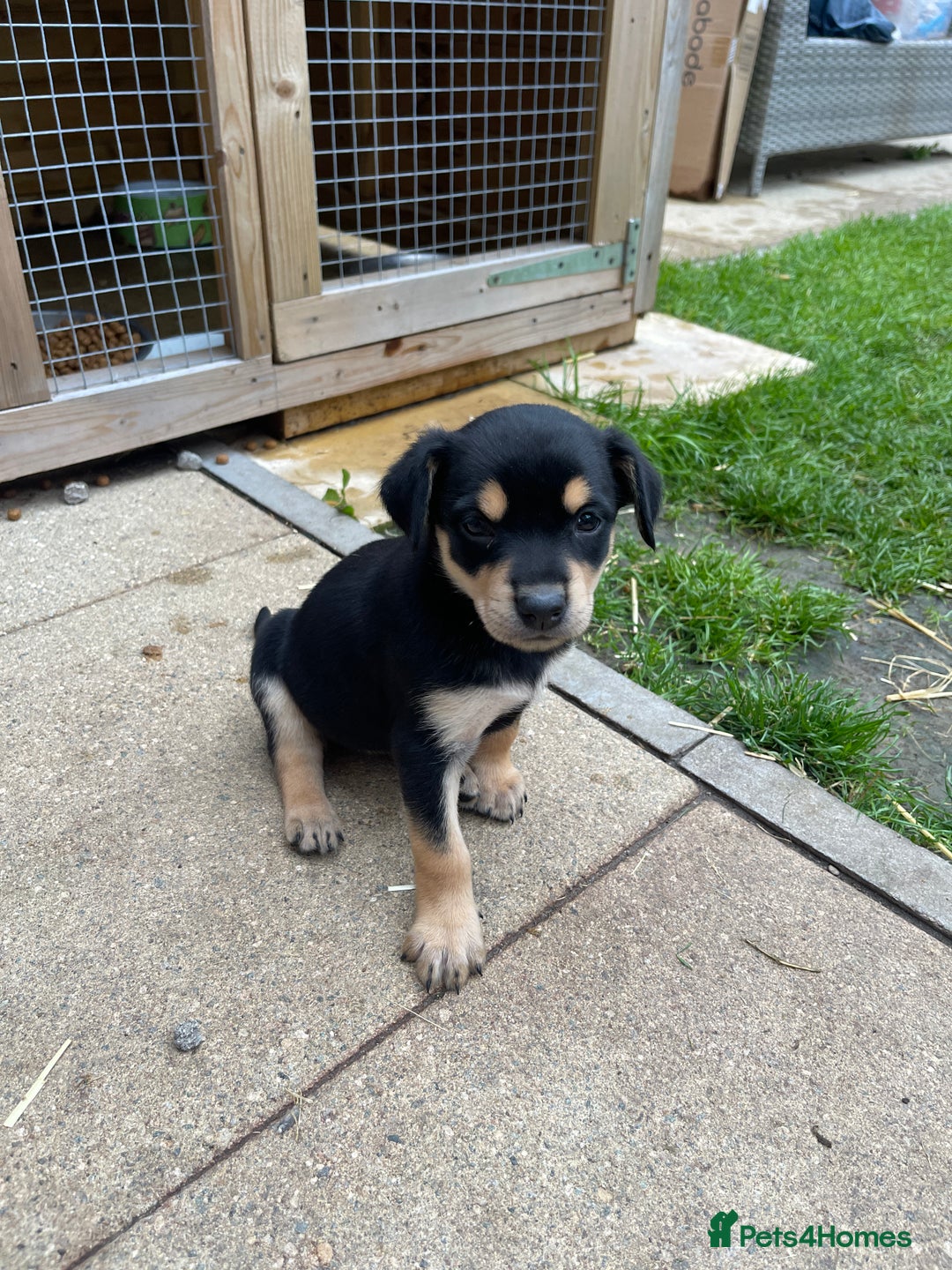 Australian Kelpie dogs for sale: Kelpie pups - Image 10
