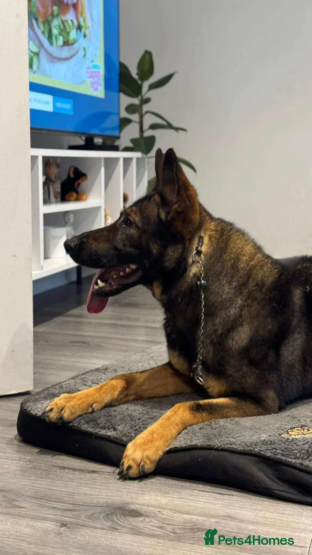 German Shepherd dogs for sale: Czech Import German Shepherd - Advert 2