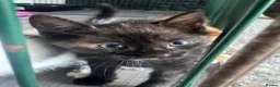 Domestic Shorthair cats for sale: 5 kittens available for their forever home 🩷💙 - Advert 37