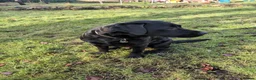 Labrador Retriever dogs for sale: 2 yellow Labrador girl puppies - Advert 2
