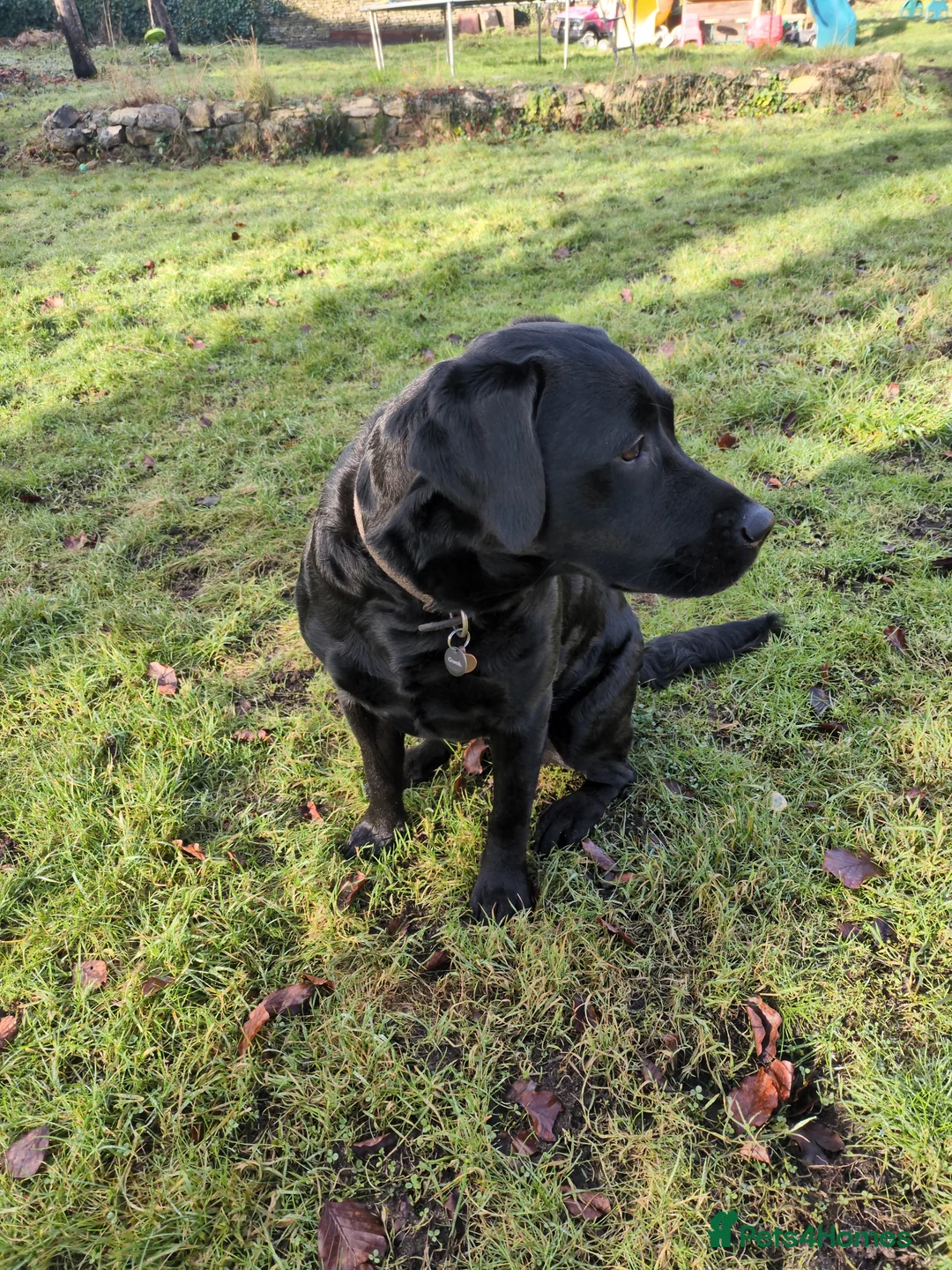 Labrador Retriever dogs for sale: 2 yellow Labrador girl puppies - Advert 2