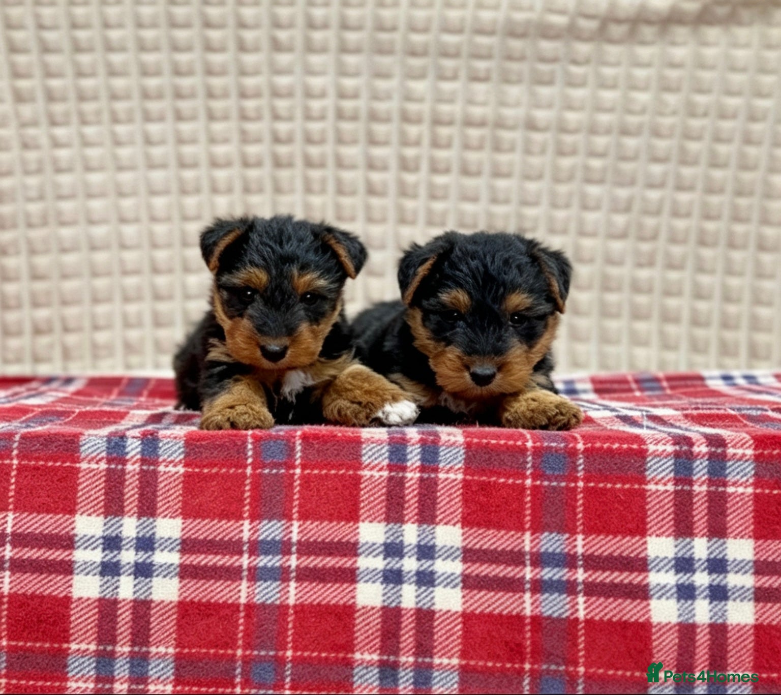 Welsh Terrier dogs BEAUTIFUL WELSH TERRIER PUPPIES  - Advert 1