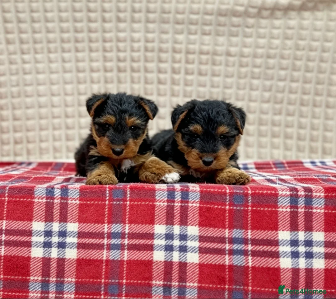 Welsh Terrier dogs for sale: BEAUTIFUL WELSH TERRIER PUPPIES  - Advert 1