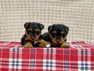 Welsh Terrier dogs for sale: BEAUTIFUL WELSH TERRIER PUPPIES - Advert 2