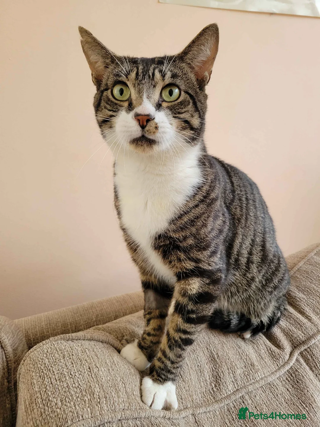 Domestic Shorthair cats for adoption: Sweet Totoro is looking for his forever home!  in Exeter - Advert 2