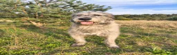 Irish Wolfhound dogs for stud: Irish Wolfhound Male Available at Stud in Worksop - Advert 5