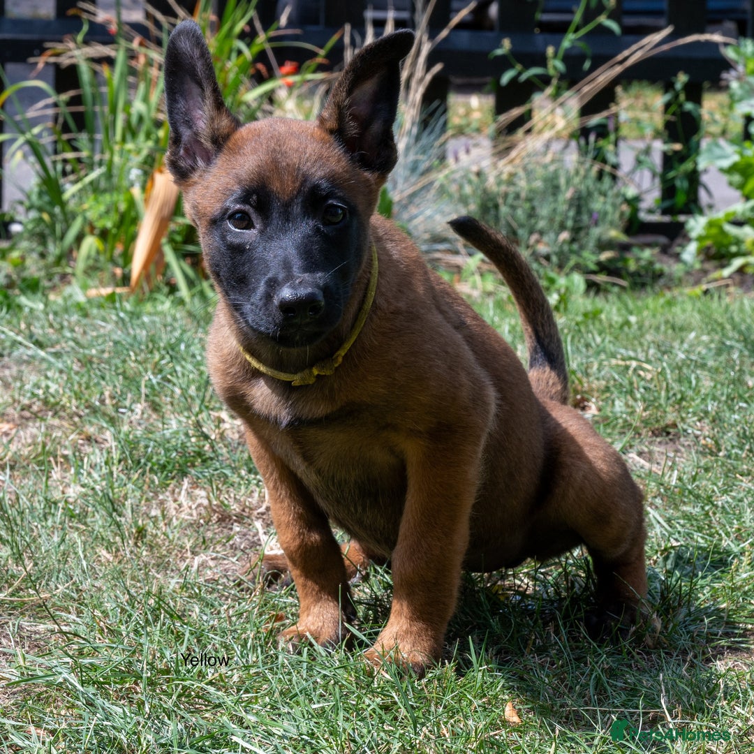 Belgian Shepherd Dog dogs for sale: Stunning Belgian Malinois Puppies Ready Now - Image 12