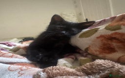 Domestic Shorthair cats for sale: British Shorthair x Black Domestic  - Image 4