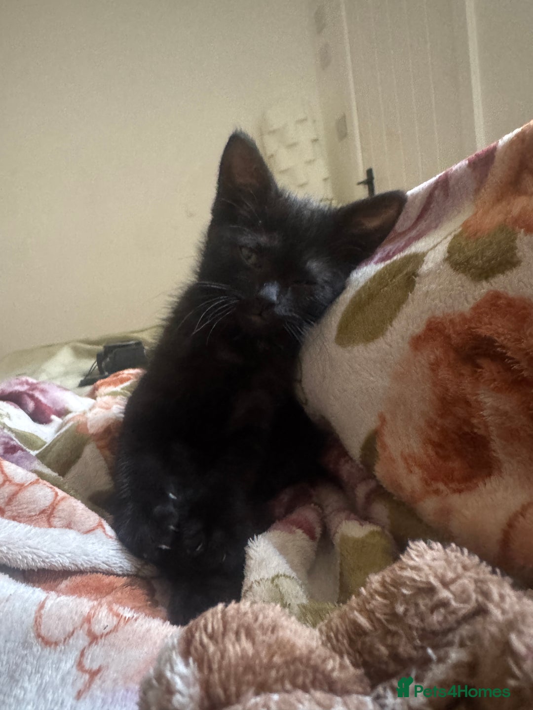 Domestic Shorthair cats for sale: British Shorthair x Black Domestic  - Image 4