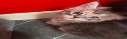 Maine Coon cats for sale: “Stunning” Maine Coon Kittens Ready to Leave Now - Advert 30