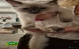 Ragdoll cats for sale: Pure Ragdoll Kittens for sale - Image 27