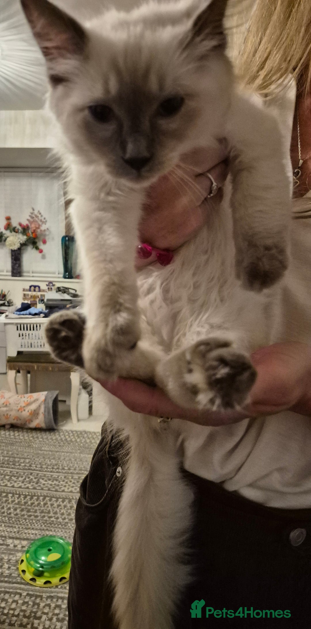 Ragdoll cats for sale: Pure Ragdoll Kittens for sale - Image 27