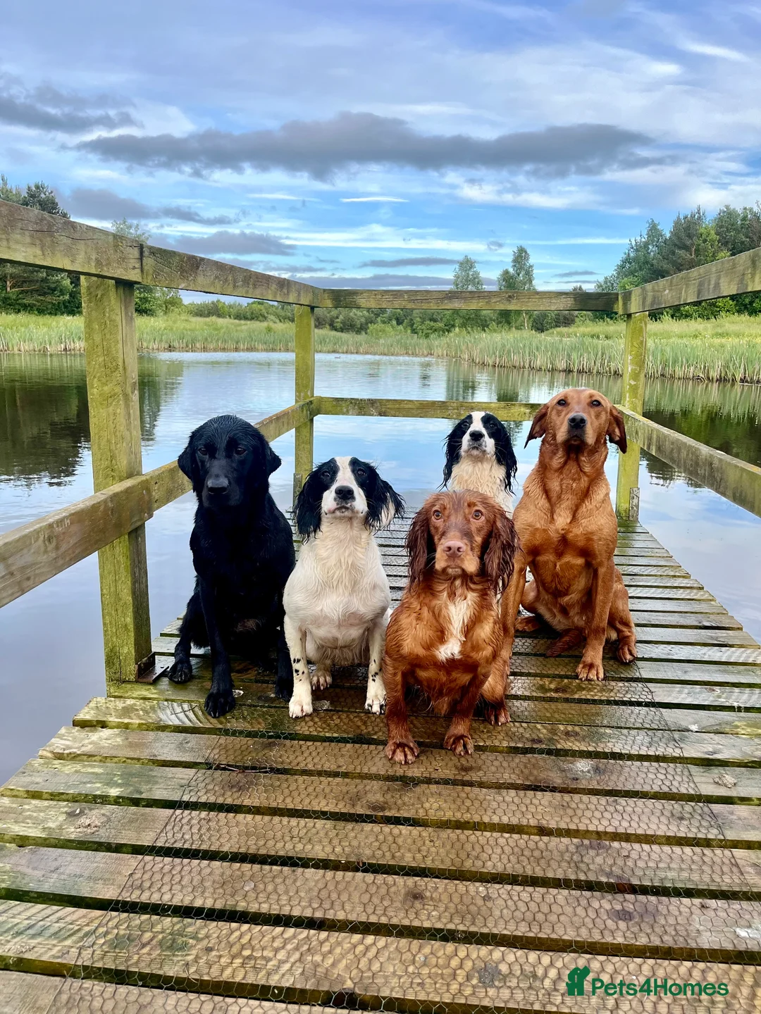 Cocker Spaniel dogs for stud: KC Fully Health Tested Red Working Cocker Spaniel  in Spennymoor - Advert 9