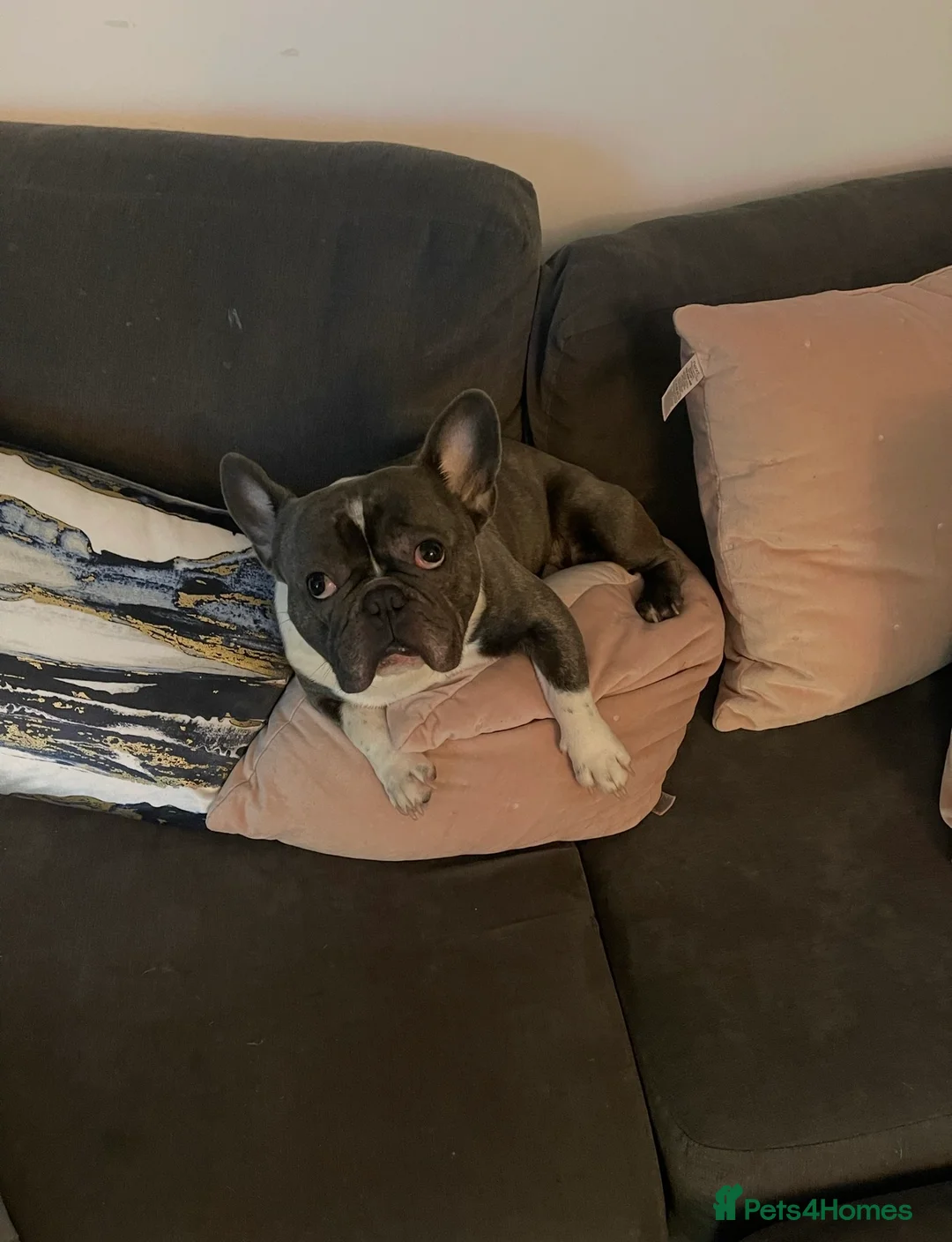 French Bulldog dogs for sale: Reluctant selling of our French bulldog  in Cinderford - Advert 3