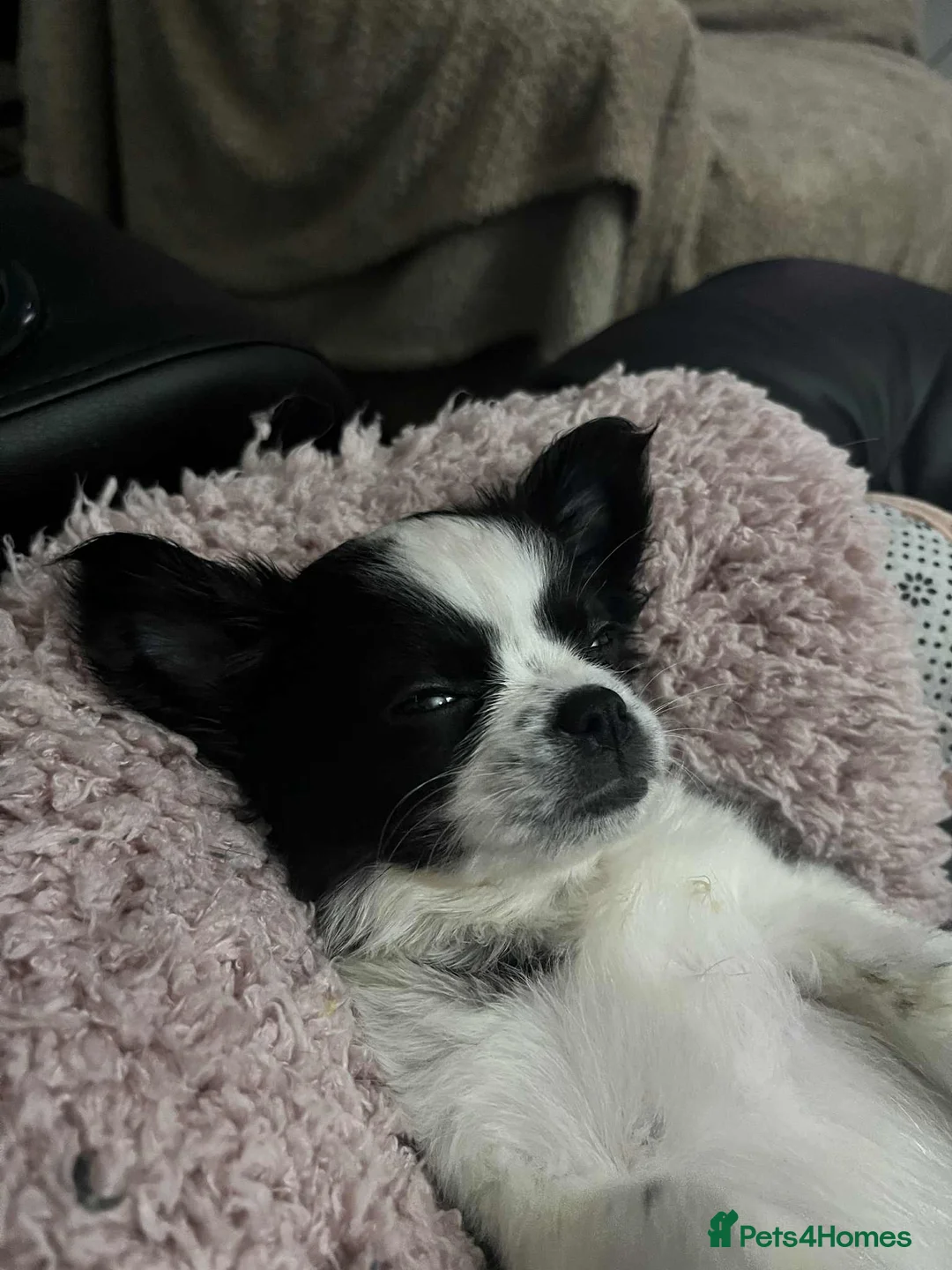 Chug dogs for sale: Chug Puppy for Sale Best of Litter (Longhaired) - Advert 4