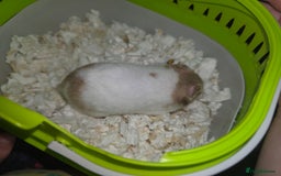 Hamster rodents for sale: Mixes Hamster Syrian in Thornton Heath - Image 9