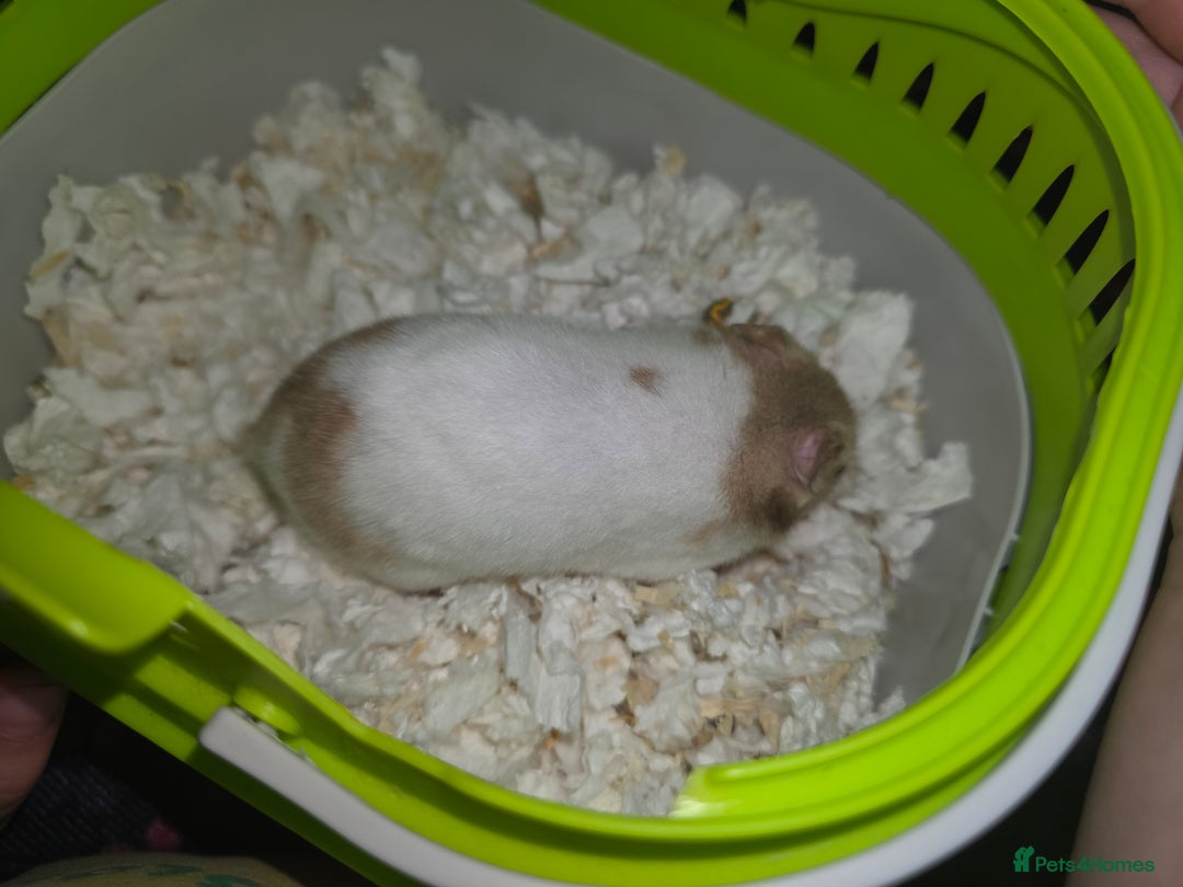 Hamster rodents for sale: Mixes Hamster Syrian in Thornton Heath - Image 9