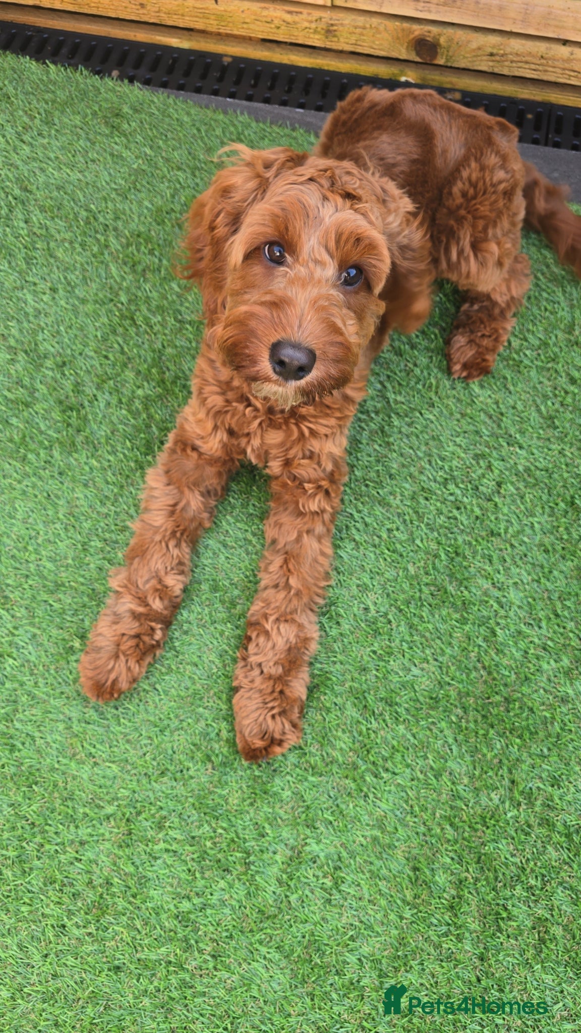 Cockapoo dogs Red cockapoo - Advert 1