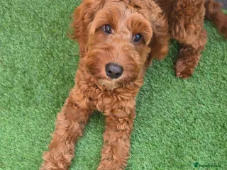 Cockapoo dogs Red cockapoo - Advert 1